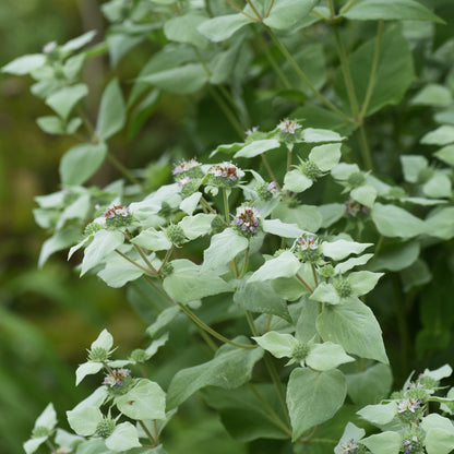 Clustered Mountain Mint