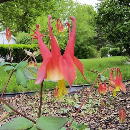 Columbine