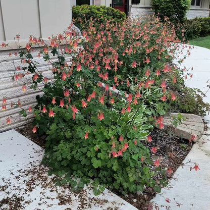 Columbine