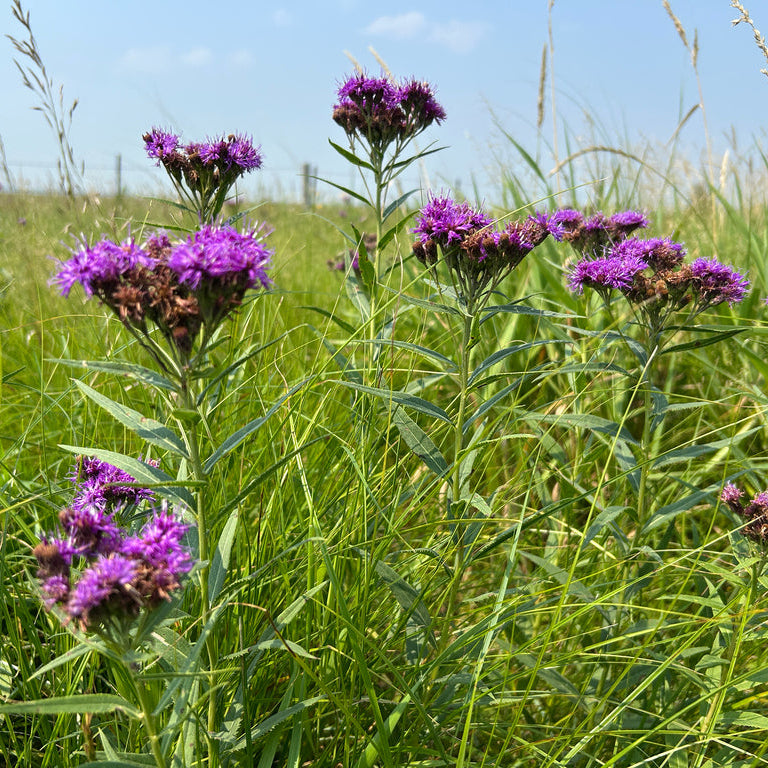 Common Ironweed