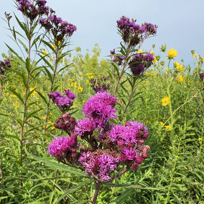 Common Ironweed