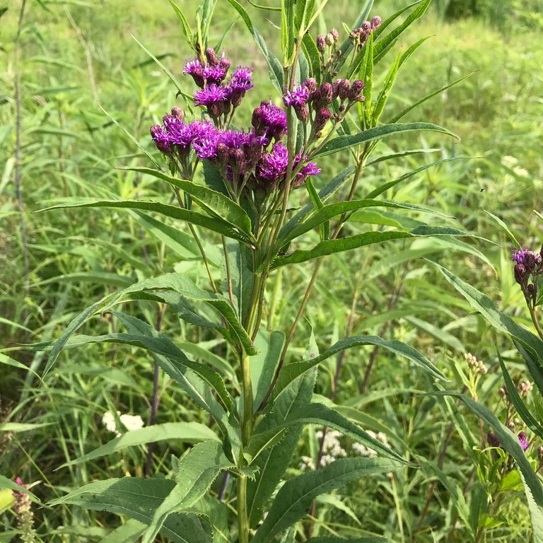 Common Ironweed