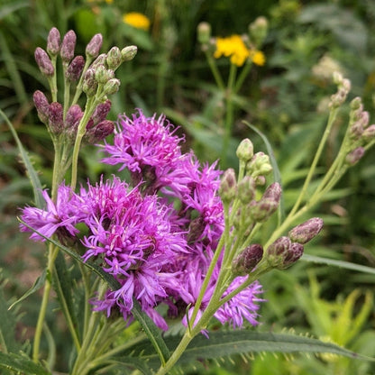 Common Ironweed