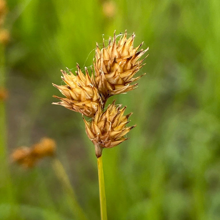 Copper-shouldered Oval Sedge