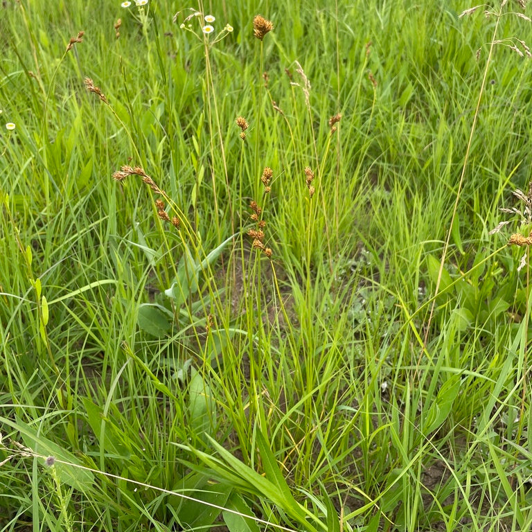 Copper-shouldered Oval Sedge