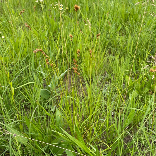 Copper-shouldered Oval Sedge
