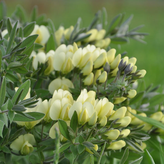 Cream Wild Indigo