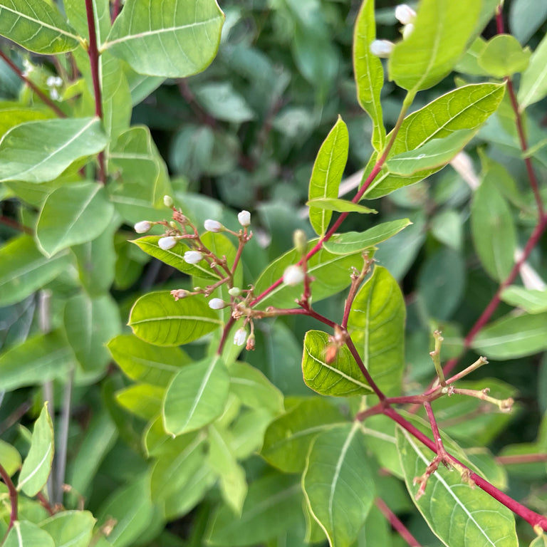 Dogbane