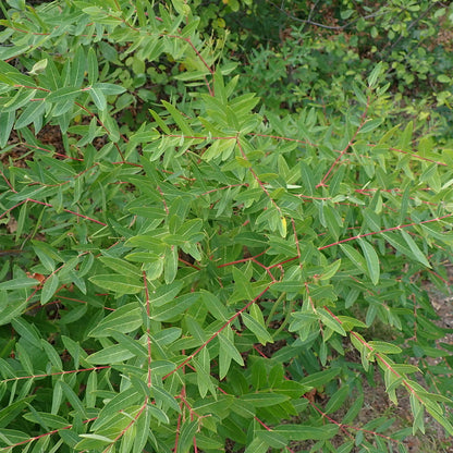 Dogbane