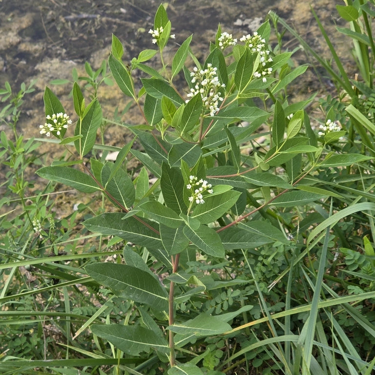 Dogbane