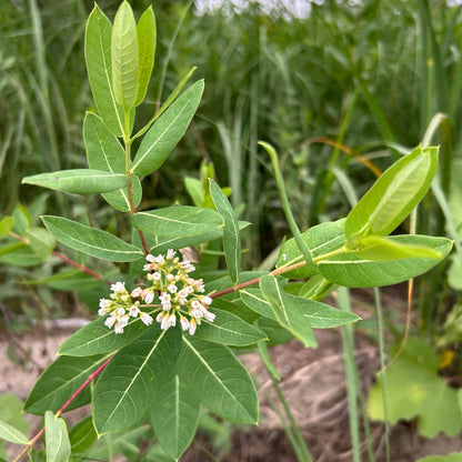 Dogbane
