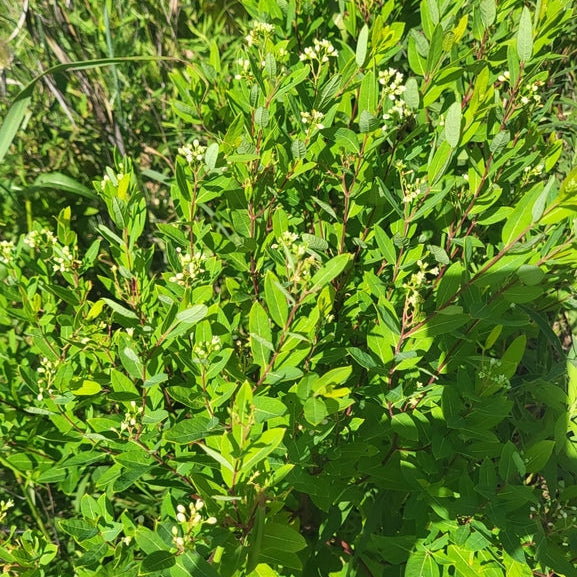 Dogbane
