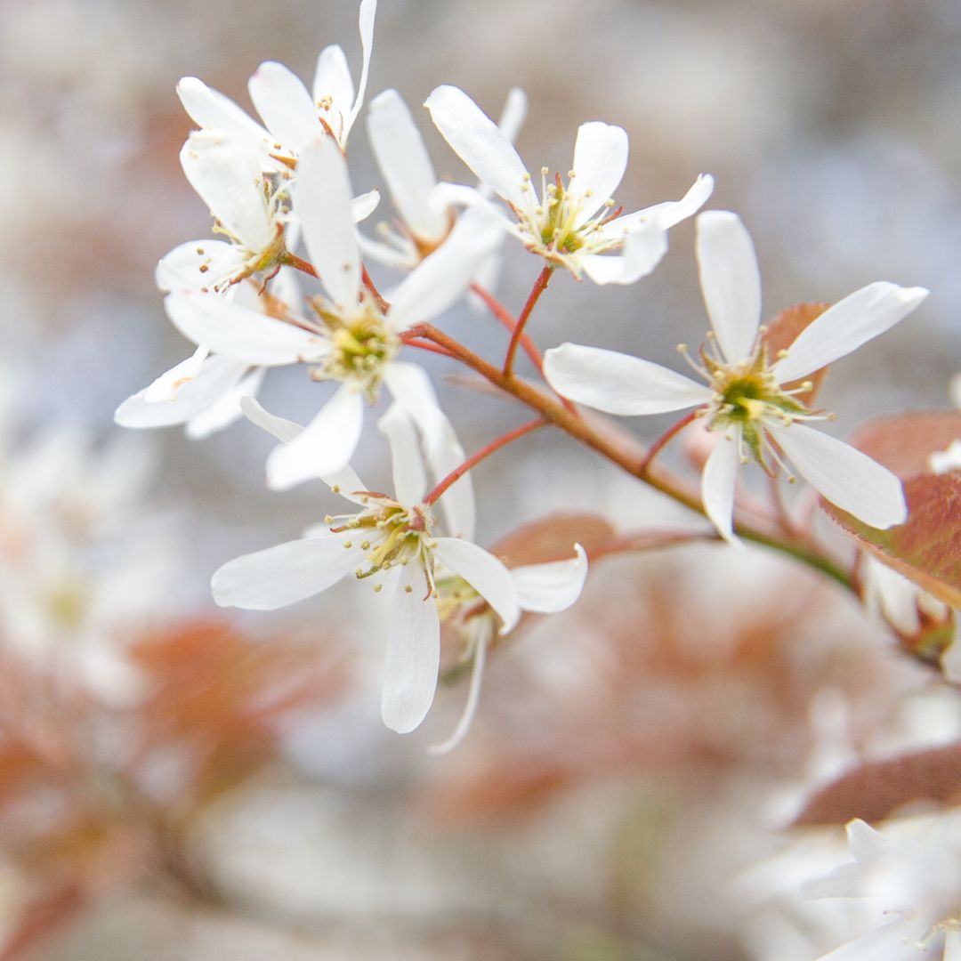 Downy Serviceberry