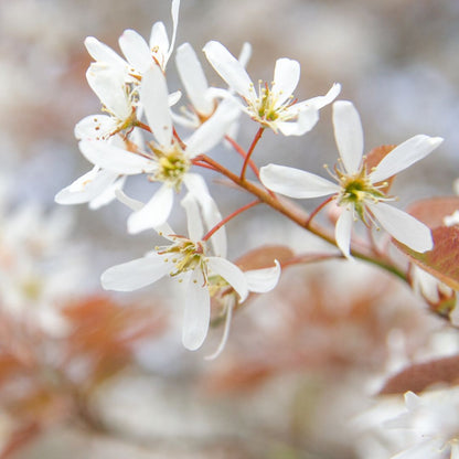 Downy Serviceberry