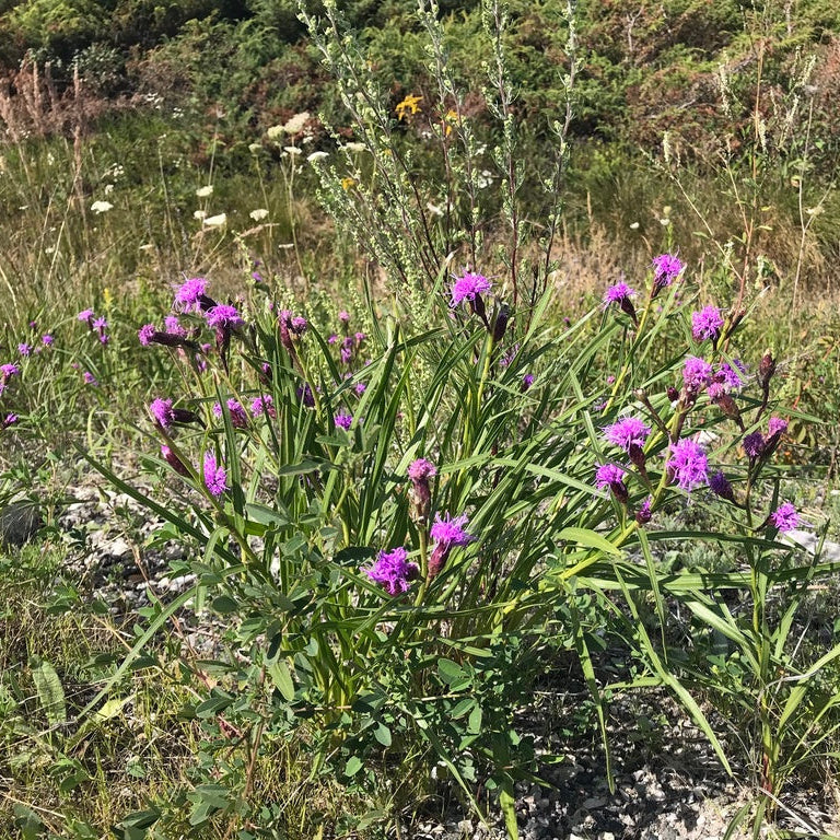 Dwarf Blazing Star