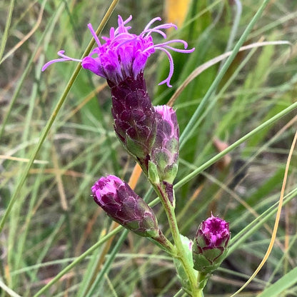 Dwarf Blazing Star