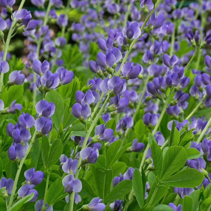 Dwarf Blue Indigo