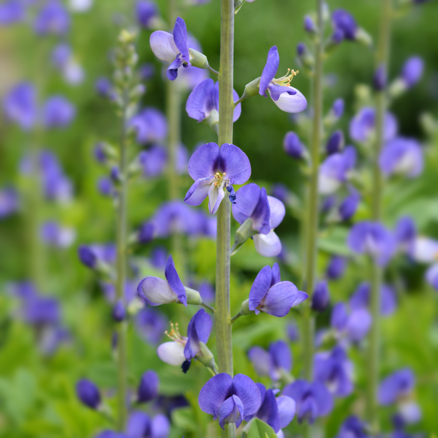 Dwarf Blue Indigo