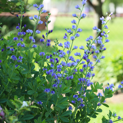 Dwarf Blue Indigo