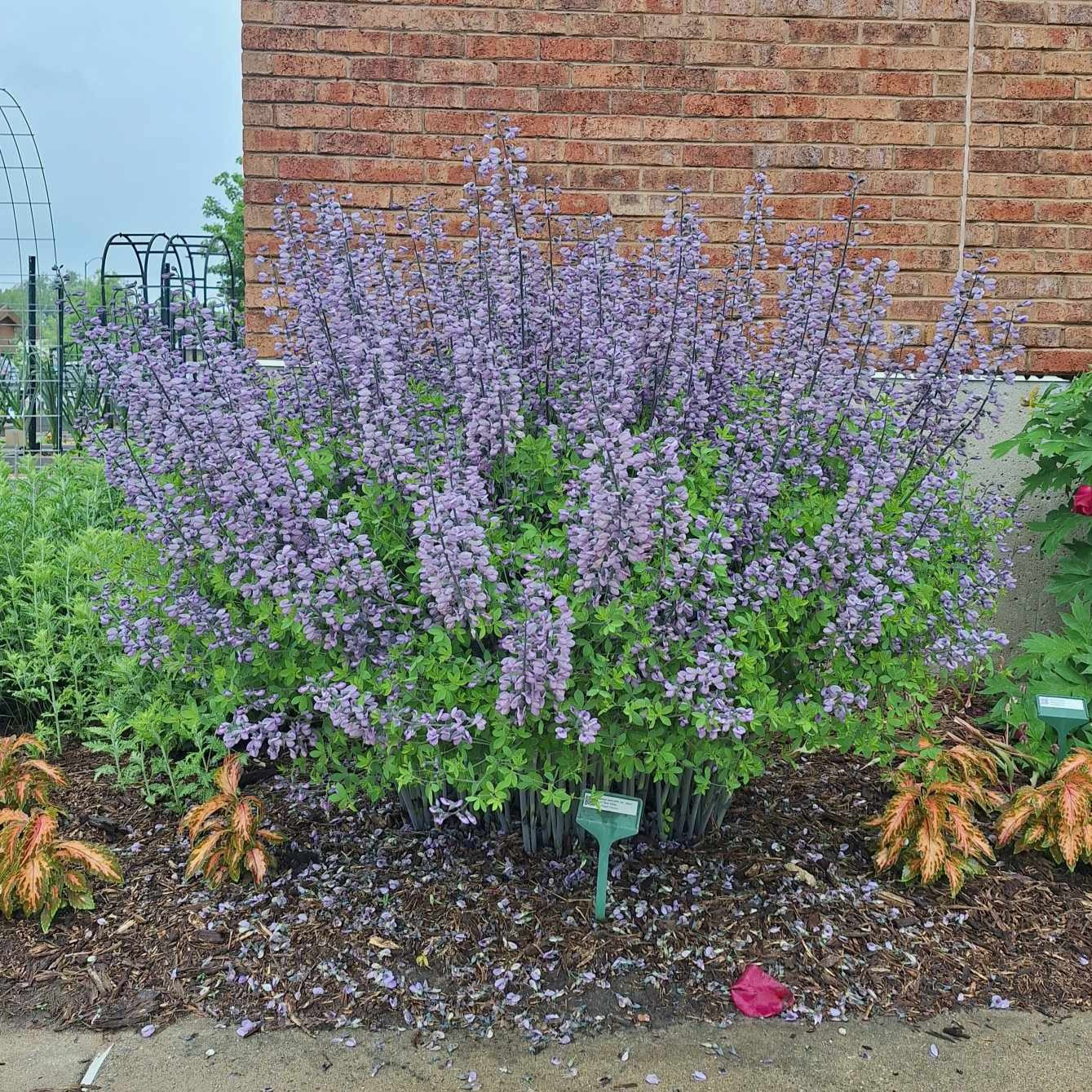 Dwarf Blue Indigo