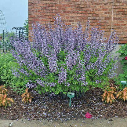 Dwarf Blue Indigo