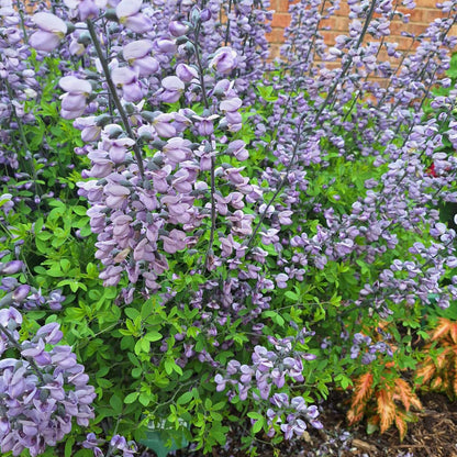 Dwarf Blue Indigo