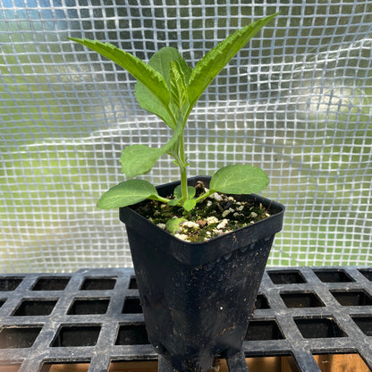 Early Figwort