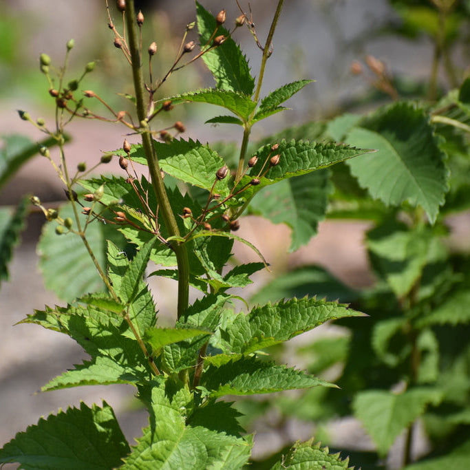 Early Figwort