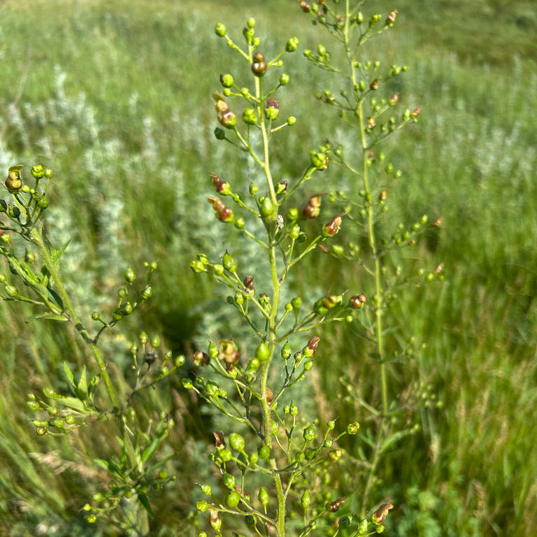 Early Figwort