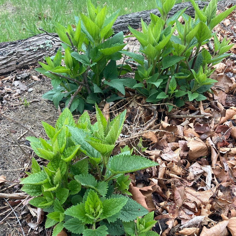Early Figwort