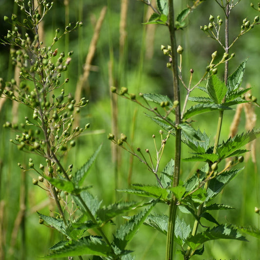 Early Figwort