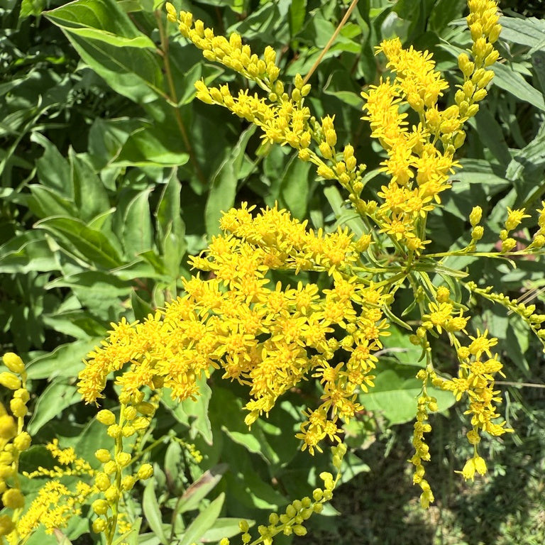 Early Goldenrod