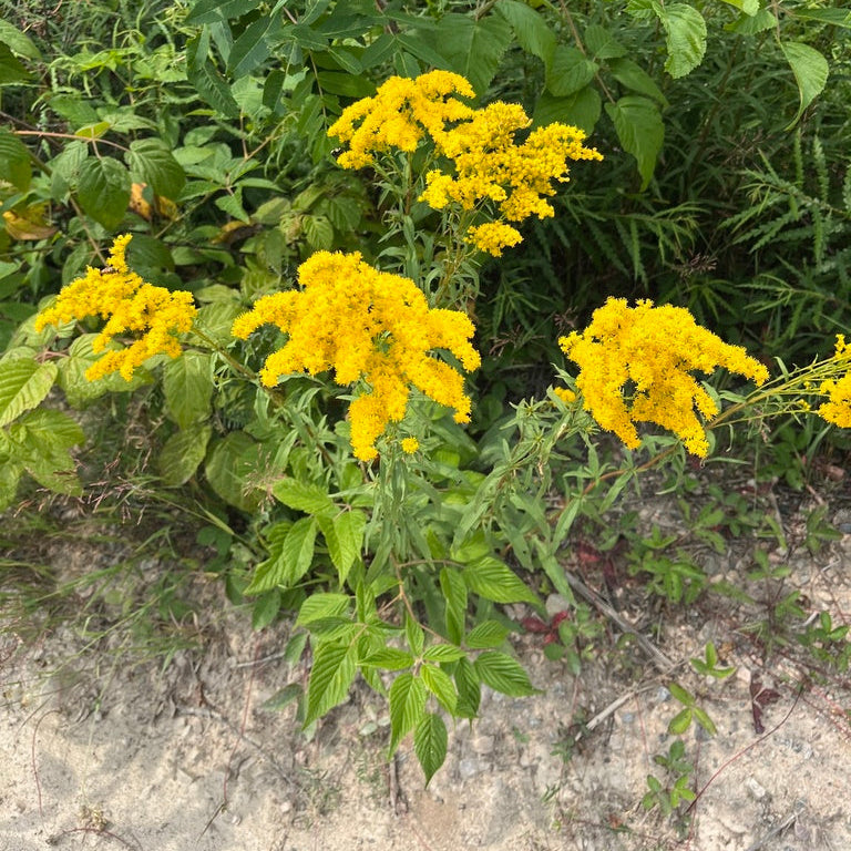 Early Goldenrod