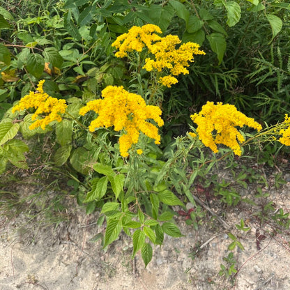 Early Goldenrod
