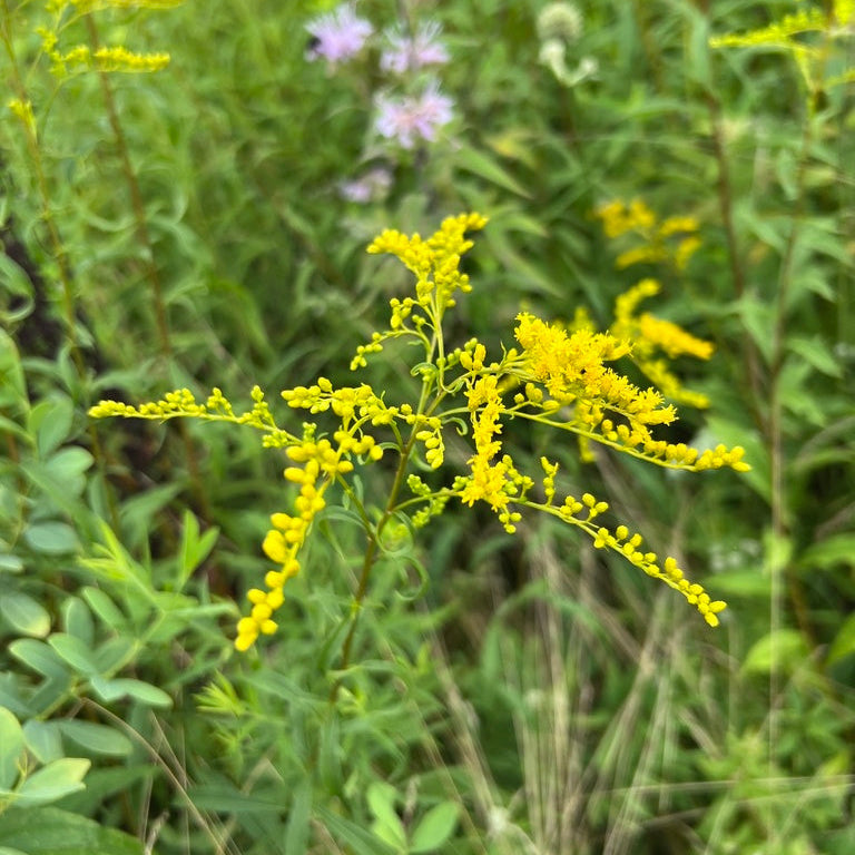 Early Goldenrod