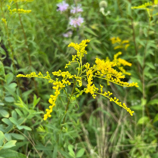 Early Goldenrod
