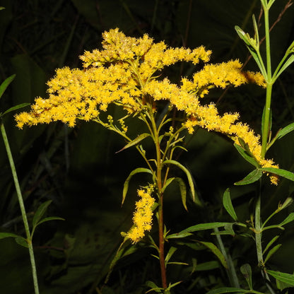 Early Goldenrod