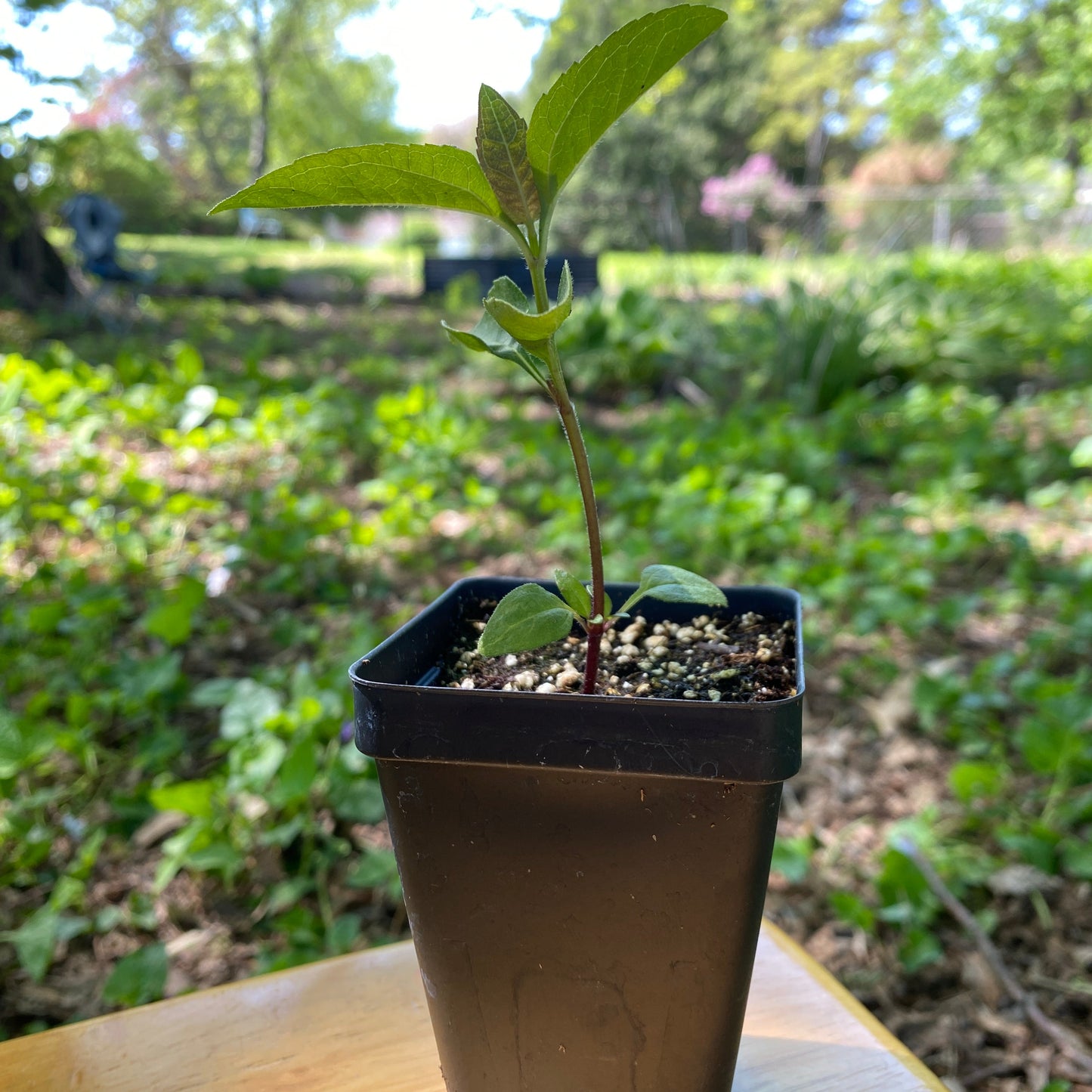 Early Sunflower