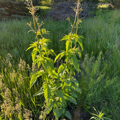 Early Figwort