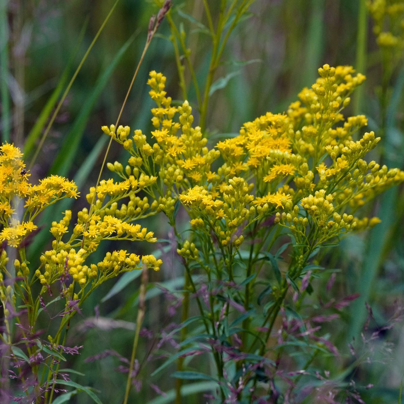 Early Goldenrod