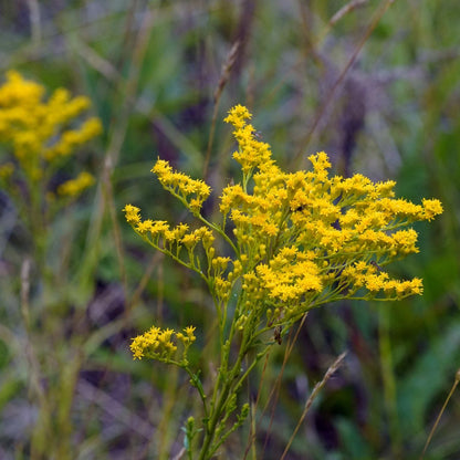 Early Goldenrod