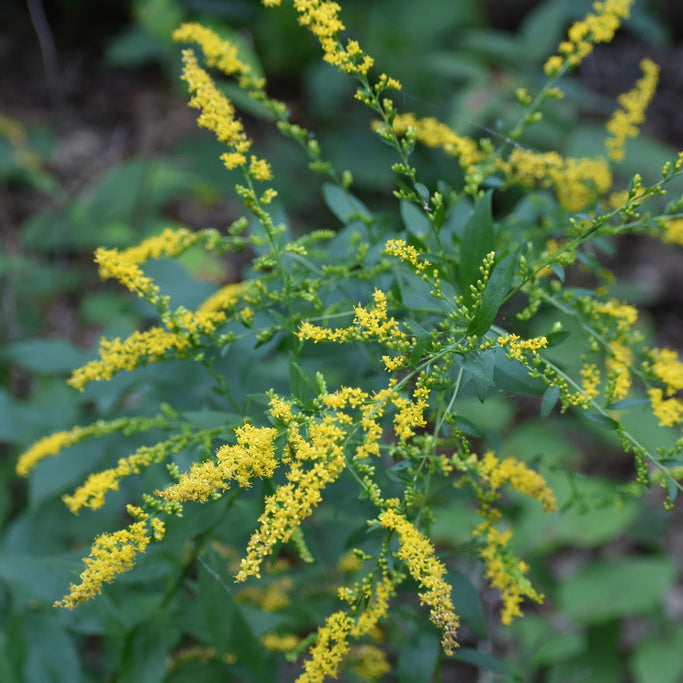 Elm-leaved Goldenrod