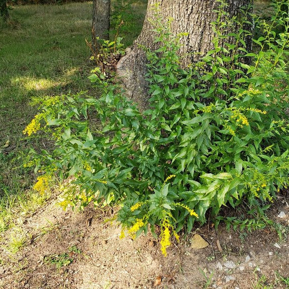 Elm-leaved Goldenrod