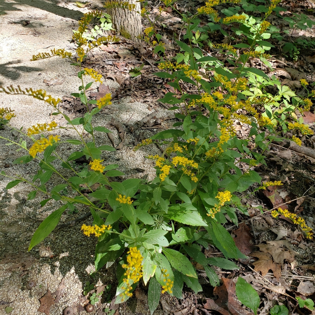 Elm-leaved Goldenrod