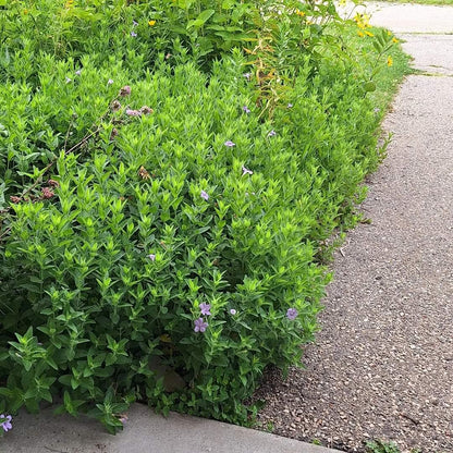 Wild Petunia