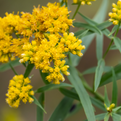 Grass-leaved Goldenrod