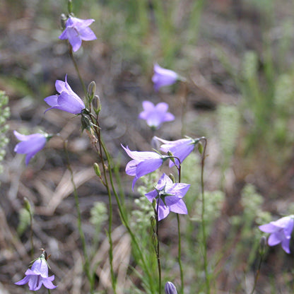 Harebell