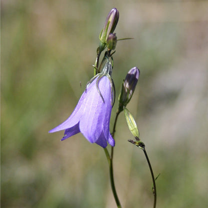 Harebell