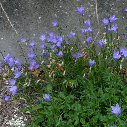 Harebell