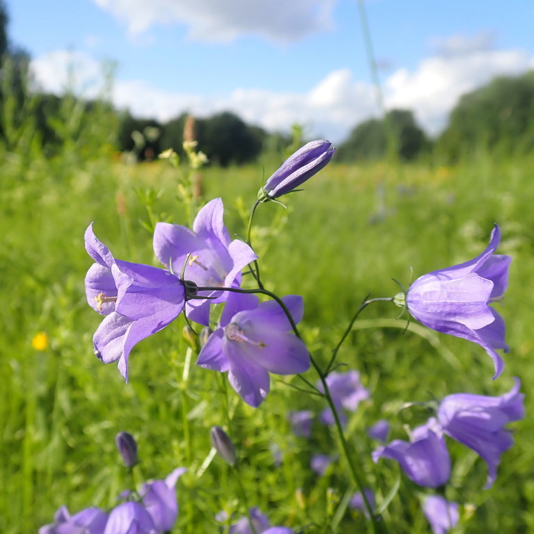 Harebell